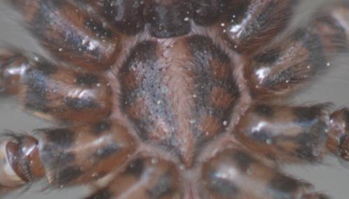 Eratigena sp.